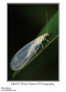 Lacewing Chrysoperla carnea